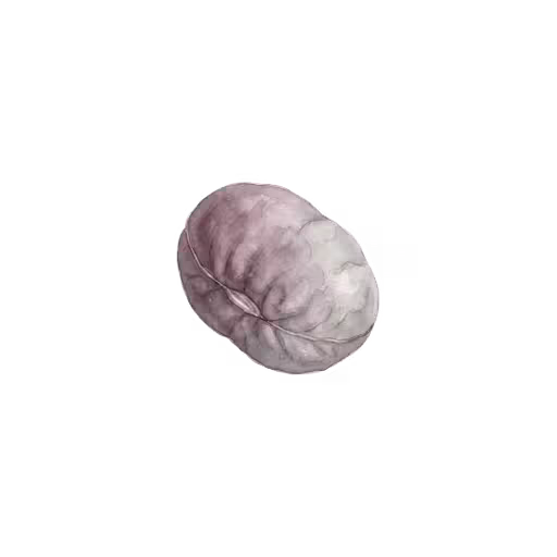 Sopophorous Bean