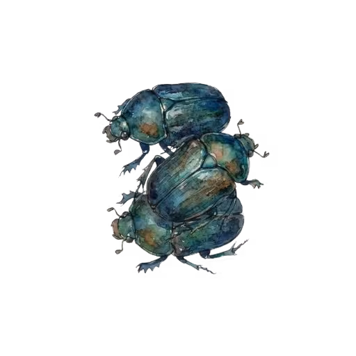 Scarab Beetles