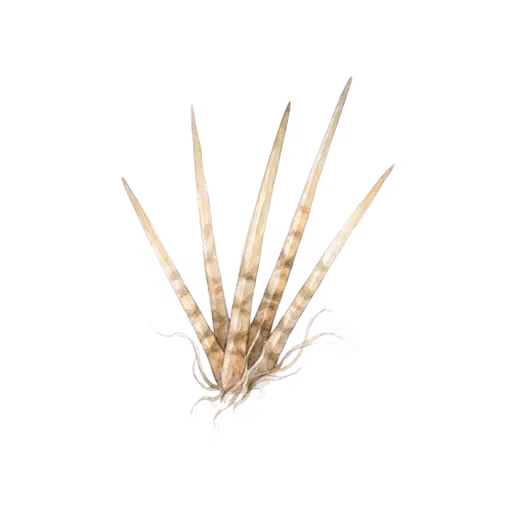 Lionfish Spines