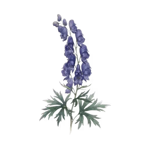 Aconite