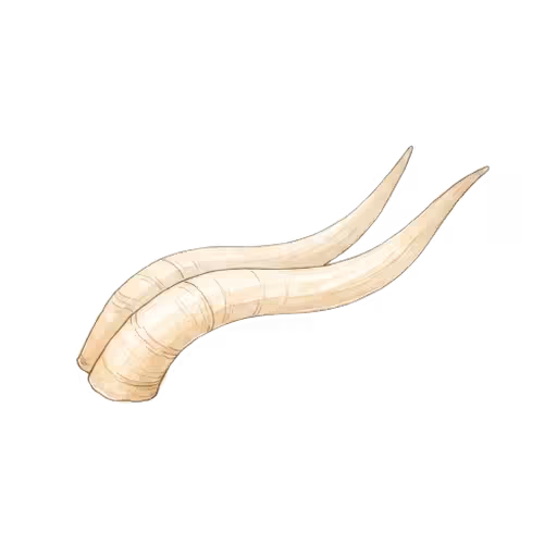 Bicorn Horn